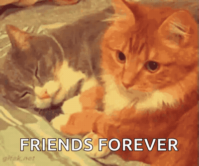 Two Cats Are Laying Next To Each Other With The Words " Friends Forever " Above Them GIF