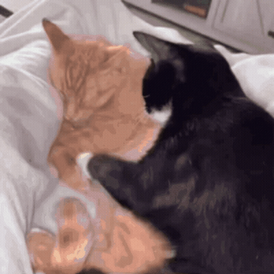 Two Cats Are Laying On A Bed And One Is Black And One Is Orange GIF