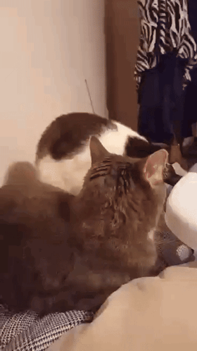 Two Cats Are Laying On A Bed And One Of Them Is Licking The Other 'S Face . GIF