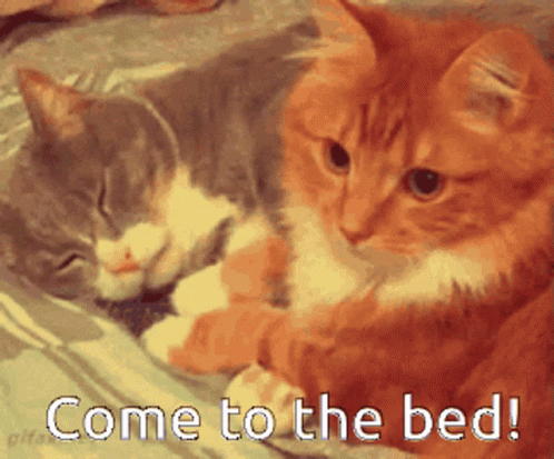 Two Cats Are Laying On A Bed With The Words Come To The Bed Below Them GIF