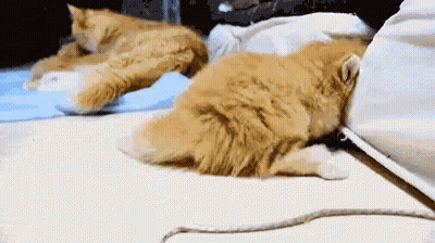 Two Cats Are Laying On A Carpet Next To Each Other . GIF