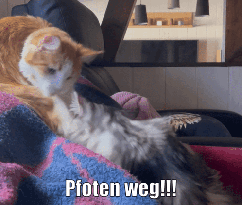 Two Cats Are Laying On A Couch With The Caption Pfoten Weg !!! GIF