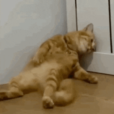 Two Cats Are Laying On The Floor Next To A Door . GIF