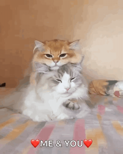 Two Cats Are Laying On Top Of Each Other On A Bed With The Words Me & You Above Them GIF
