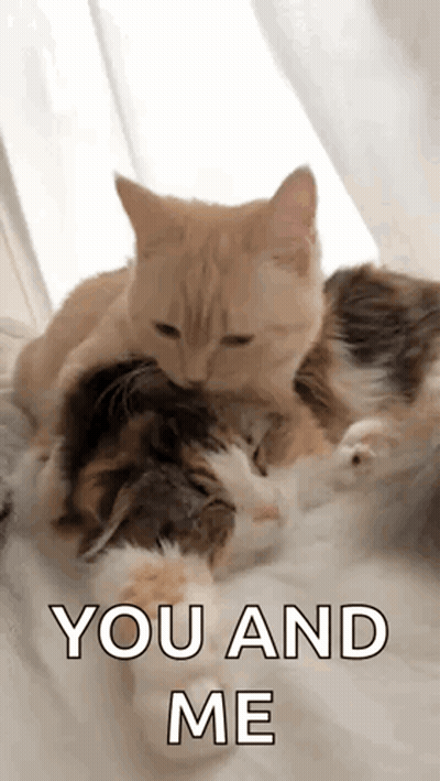 Two Cats Are Laying On Top Of Each Other On A Bed With The Words `` You And Me '' Above Them . GIF