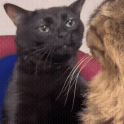 Two Cats Are Looking At Each Other And One Of Them Is Black GIF