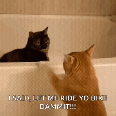 Two Cats Are Looking At Each Other And One Says " I Said Let Me Ride Yo Bike Dammit !!! " GIF