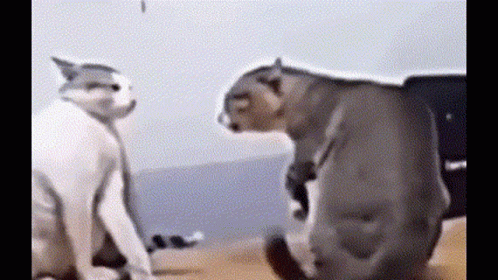 Two Cats Looking At Each Other GIF