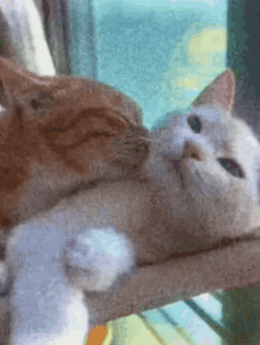 Two Cats Are Looking At Each Other In A Window GIF
