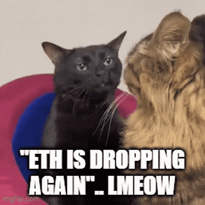 Two Cats Are Looking At Each Other With The Caption " Eth Is Dropping Again Lmeow " GIF