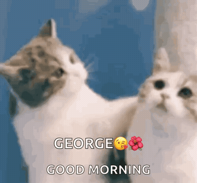 Two Cats Are Looking At Their Reflection In A Mirror And Saying Good Morning To George GIF