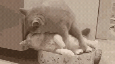 Two Cats Are Playing In A Bowl On The Floor . GIF