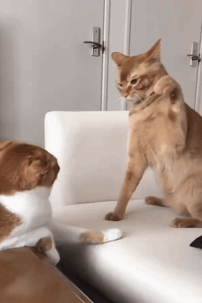 Two Cats Are Playing On A White Couch And One Is Scratching The Other GIF