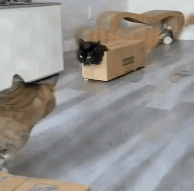 Two Cats Are Playing With A Cardboard Box On A Floor . GIF
