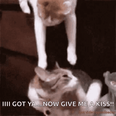 Two Cats Are Playing With Each Other And One Of Them Says " I Got Ya ... Now Give Me A Kiss ! " GIF