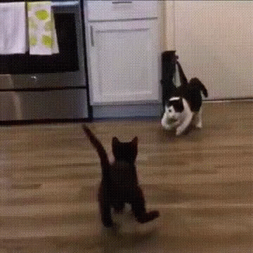 Two Cats Are Playing With Each Other In A Kitchen . One Of The Cats Is Black And White And The Other Is White And Black  GIF