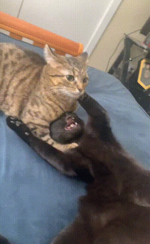 Two Cats Are Playing With Each Other On A Bed And One Has Its Mouth Open GIF