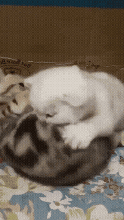 Two Cats Are Playing With Each Other On A Bed With A Bag That Says Chicken Bag On It GIF