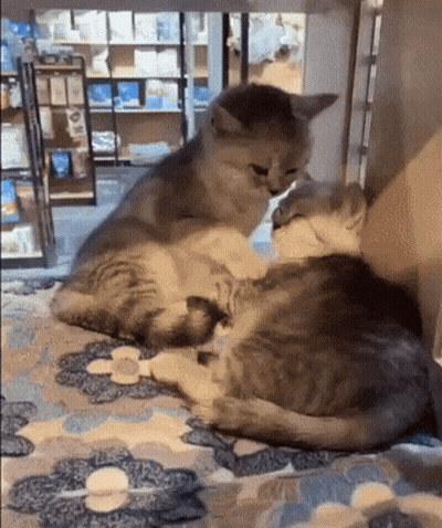 Two Cats Are Playing With Each Other On A Blanket In A Store . GIF