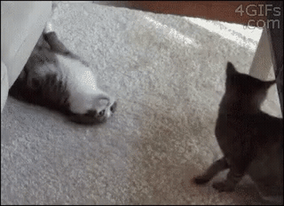 Two Cats Are Playing With Each Other On A Carpeted Floor . GIF