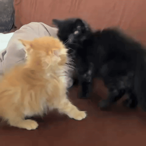 Two Cats Are Playing With Each Other On A Couch . GIF