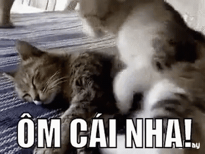 Two Cats Are Playing With Each Other On The Floor . GIF