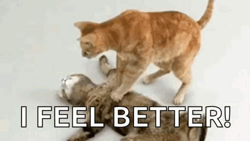 Two Cats Are Playing With Each Other On The Floor And One Of Them Is Standing On Top Of The Other . GIF