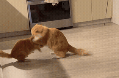 Two Cats Are Playing With Each Other On The Floor In A Kitchen GIF