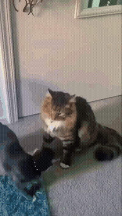 Two Cats Are Playing With Each Other On The Floor In A Living Room . GIF