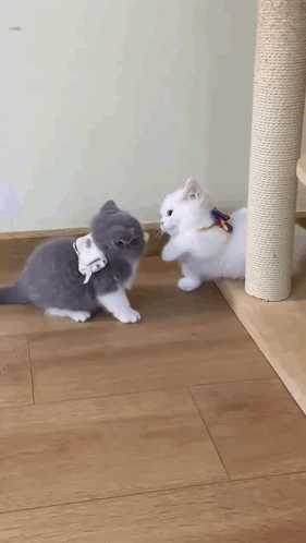 Two Cats Are Playing With Each Other On The Floor . GIF
