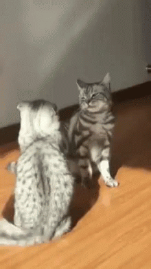 Two Cats Are Playing With Each Other On The Floor GIF