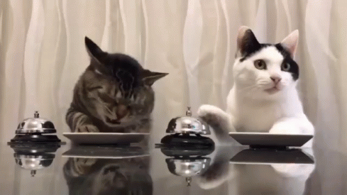 Two Cats Are Sitting At A Table With Bells On It . GIF