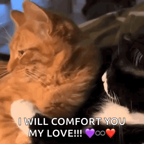 Two Cats Are Sitting Next To Each Other And One Of Them Says I Will Comfort You My Love GIF