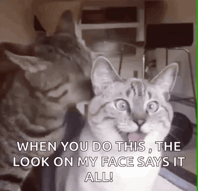 Two Cats Are Sitting Next To Each Other And One Of Them Says When You Do This The Look On My Face Says It All GIF