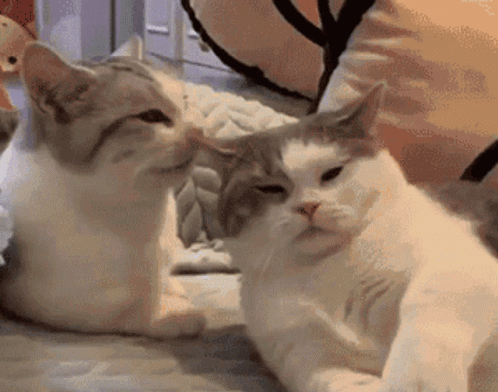 Two Cats Are Sitting Next To Each Other On A Bed Looking At Each Other . GIF