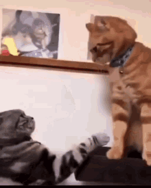 Two Cats Are Sitting Next To Each Other On A Couch . GIF