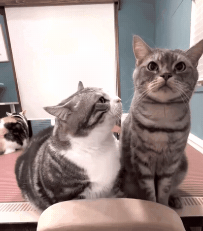 Two Cats Are Sitting On A Chair Looking Up GIF