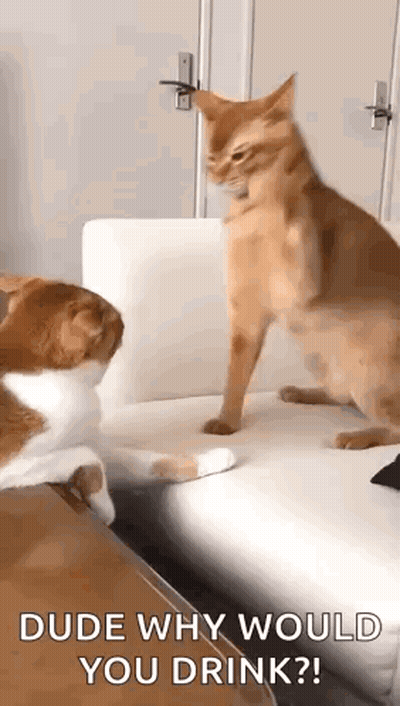 Two Cats Are Sitting On A Couch And One Of Them Is Asking The Other Cat Why He Would Drink . GIF