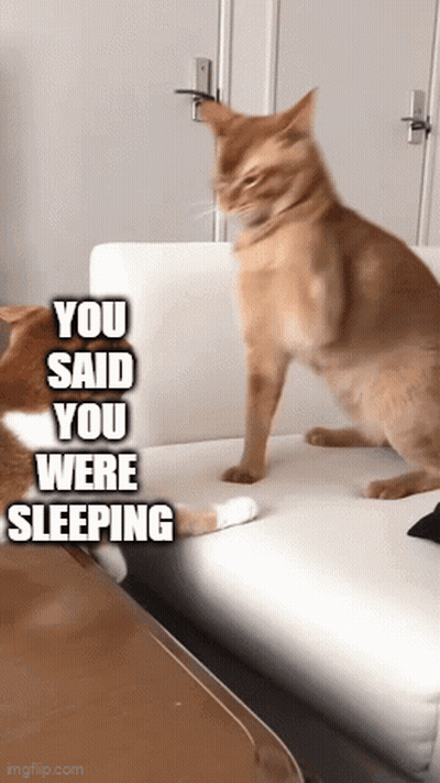 Two Cats Are Sitting On A Couch And One Of Them Says " You Said You Were Sleeping " GIF