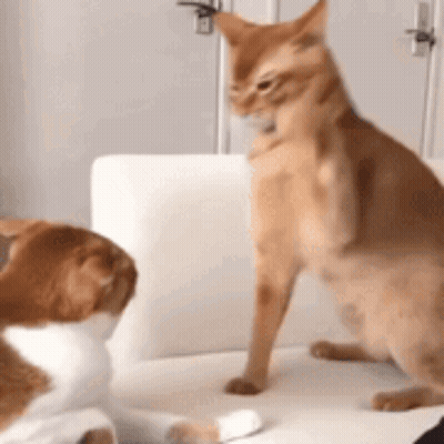 Two Cats Are Sitting On A White Couch And One Is Looking At The Other GIF