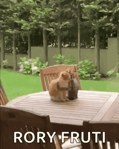 Two Cats Are Sitting On A Wooden Table With The Words Rory Fruti Written Below Them GIF