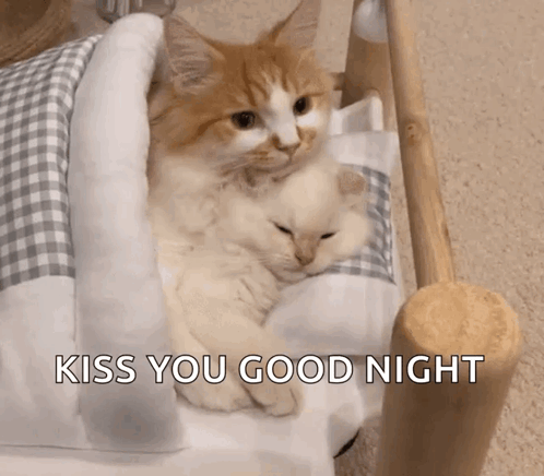 Two Cats Are Sleeping In A Bed With The Words Kiss You Good Night Above Them GIF