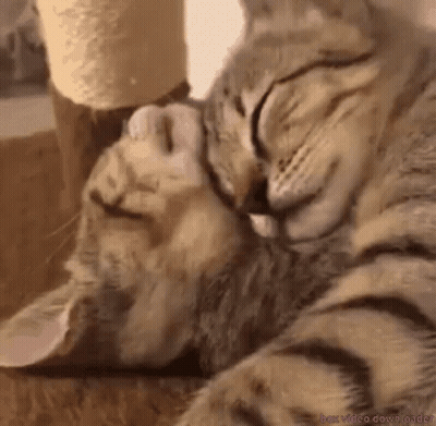 Two Cats Are Sleeping Next To Each Other And One Is Licking The Other 'S Face . GIF