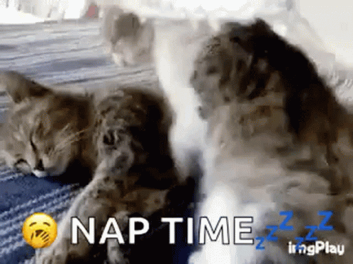 Two Cats Are Sleeping Next To Each Other On A Bed Under A Blanket With The Words Nap Time Written On The Bottom . GIF