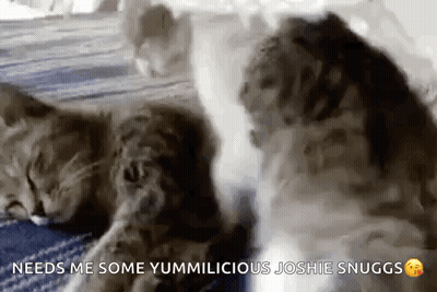 Two Cats Are Sleeping On A Bed With The Words `` Needs Me Some Yummilicious Josie Snuggs '' Written On The Bottom GIF