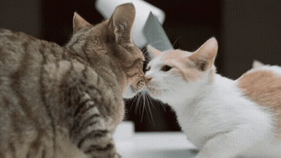 Two Cats Are Sniffing Each Other 'S Noses While Sitting On A Table GIF