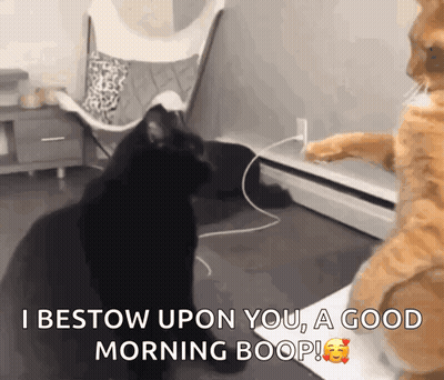 two cats are standing next to each other and one of them says i bestow upon you a good morning boop