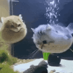 Two Cats Are Standing Next To Each Other In An Aquarium . GIF