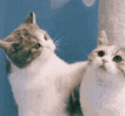 Two Cats Are Standing Next To Each Other In Front Of A Blue Wall . GIF