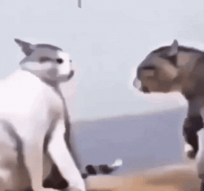 Two Cats Are Standing Next To Each Other On A Beach . GIF